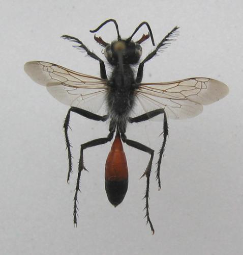 Podalonia luffii