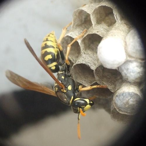 Polistes dominula