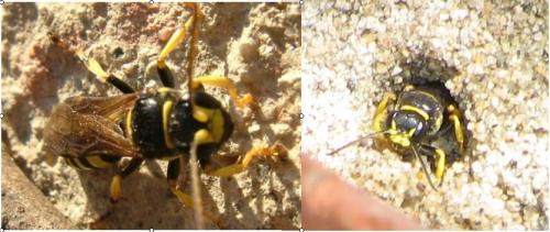 Gorytes sp.