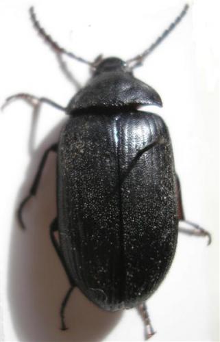 Réf. 11 760 : Prionychus ater