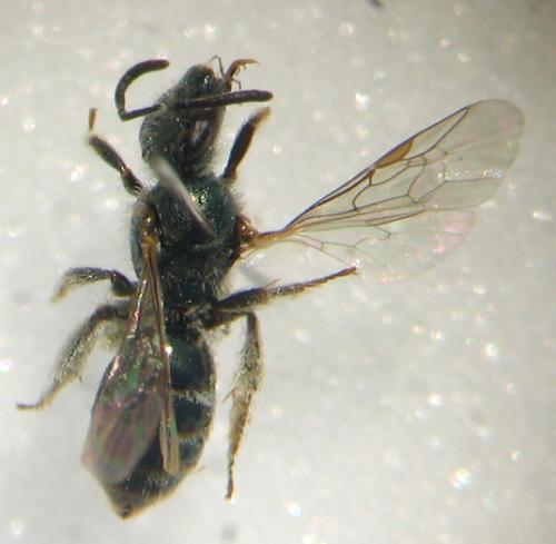 Lasioglossum sp.