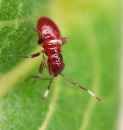 Closterotomus sp.