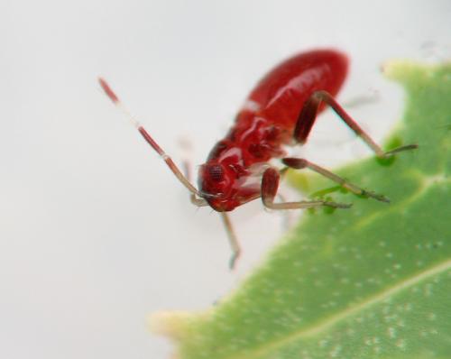 Closterotomus sp.