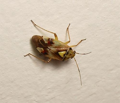Lygus sp.