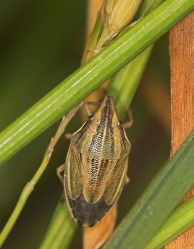 Réf. 11 352 : Aelia acuminata