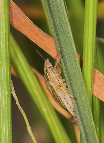 Aelia acuminata