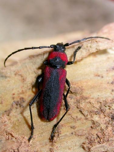 Purpuricenus globulicollis