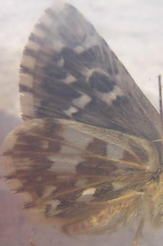 Pyrgus sp.