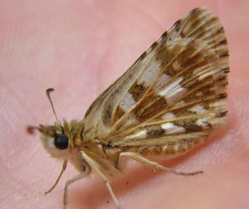 Pyrgus sp.