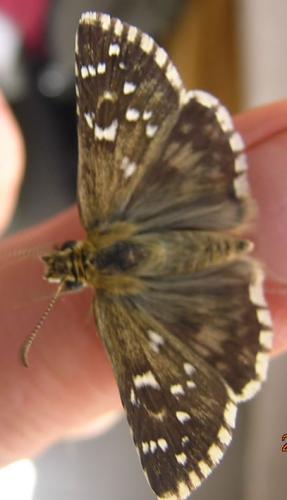 Pyrgus sp.