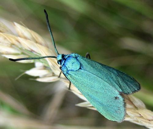 Réf. 11 219 : Adscita sp.