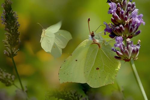 Gonepteryx rhamni