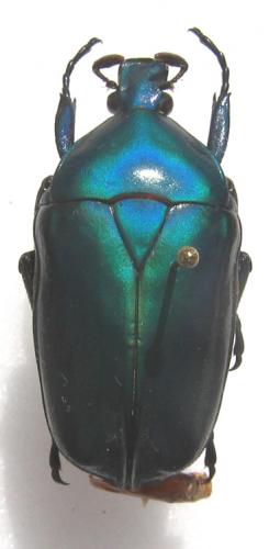 Rhomborhina mellyi diffusa