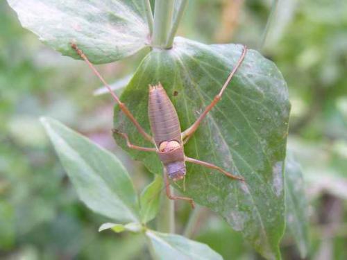 Ephippiger terrestris terrestris