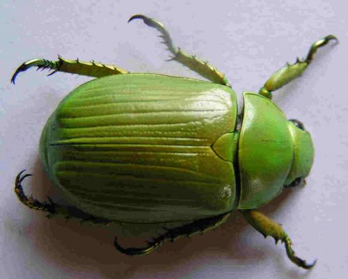 Réf. 11 851 : Chrysina alphabarrerai