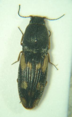 Negastrius sabulicola