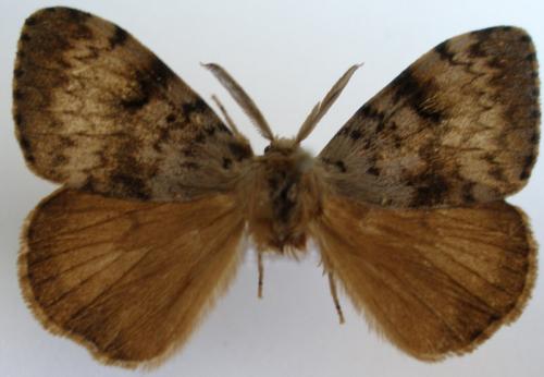 Lymantria dispar