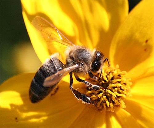 Apis mellifera