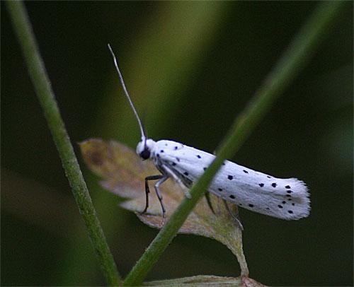 Yponomeuta sp.