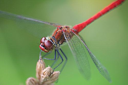 Sympetrum sanguineum