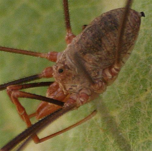 Phalangium opilio