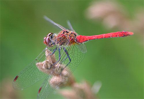 Sympetrum sanguineum