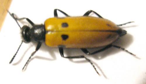 Réf. 11 572 : Mylabris connata