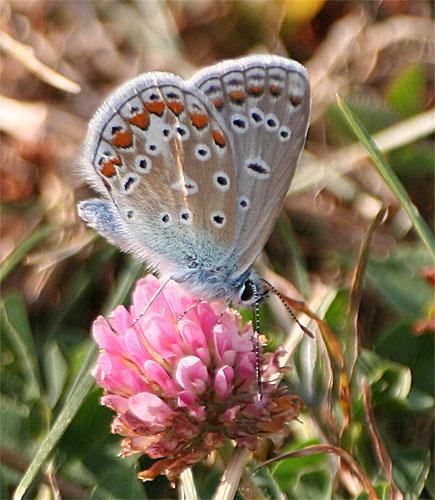 Polyommatus icarus
