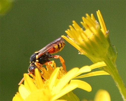 Nomada sp.