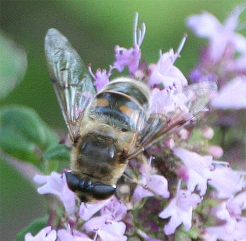 Eristalis tenax