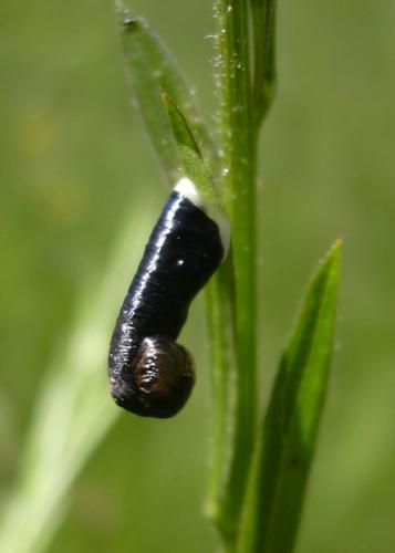 Réf. 11 746 : Coleophora vibicella