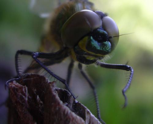 Somatochlora metallica
