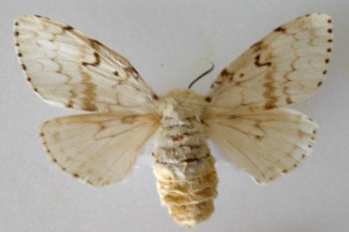Lymantria dispar