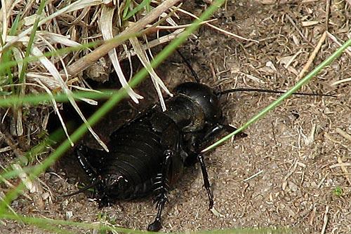 Réf. 11 632 : Gryllus campestris