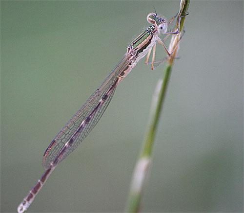 Réf. 11 884 : Sympecma fusca