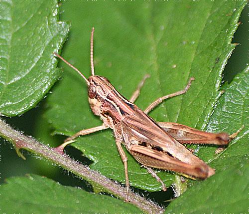 Réf. 11 575 : Pseudochorthippus parallelus