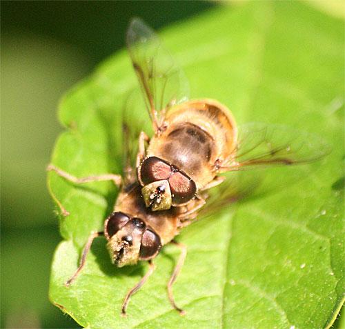 Eristalis tenax