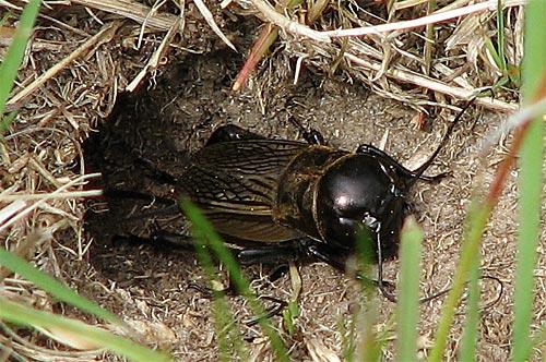 Réf. 11 633 : Gryllus campestris