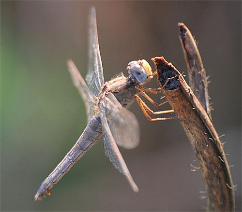 Crocothemis erythraea