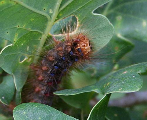 Lymantria dispar