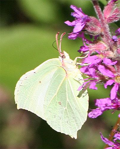 Gonepteryx rhamni