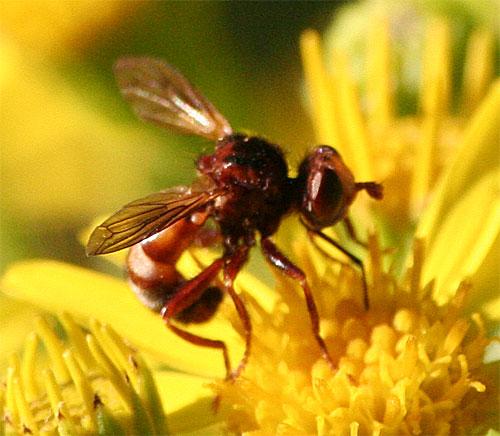 Sicus ferrugineus