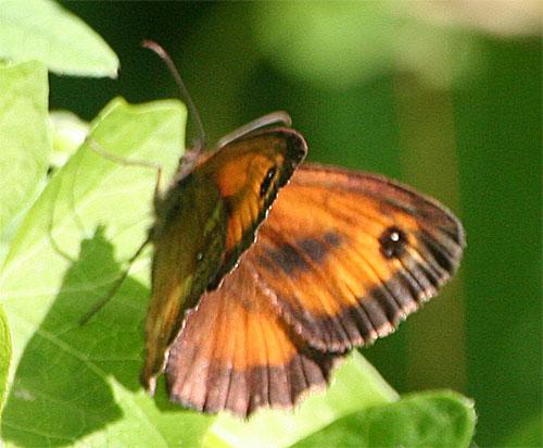 Pyronia tithonus