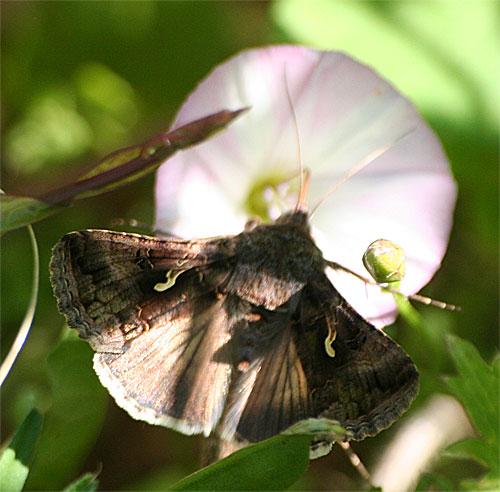 Autographa gamma