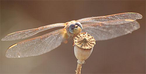 Crocothemis erythraea