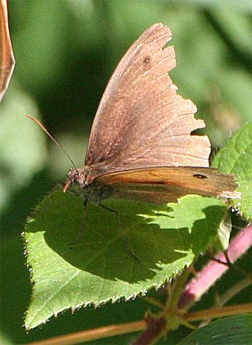 Maniola jurtina