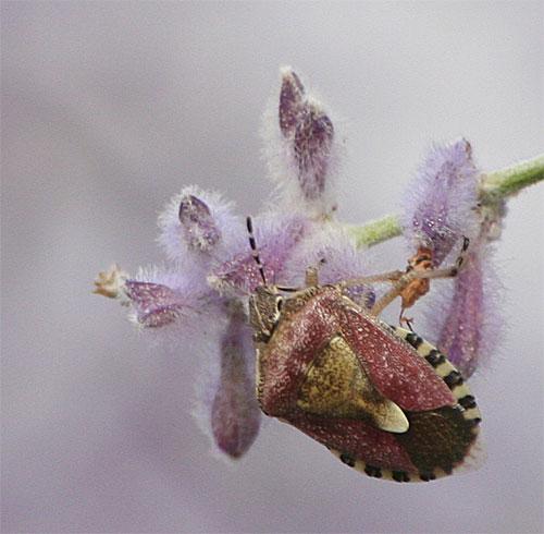 Réf. 11 857 : Dolycoris baccarum