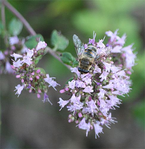 Eristalis tenax