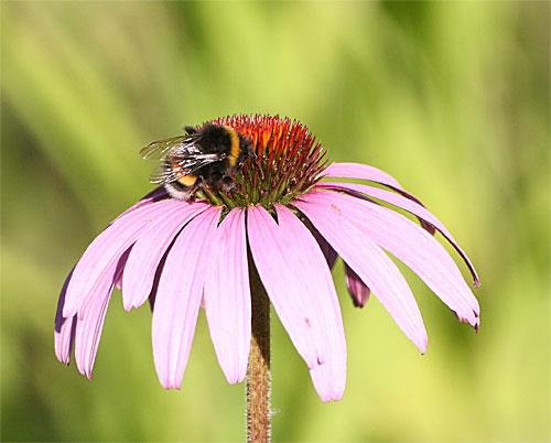 Bombus sp.