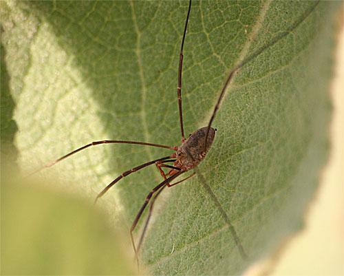 Phalangium opilio